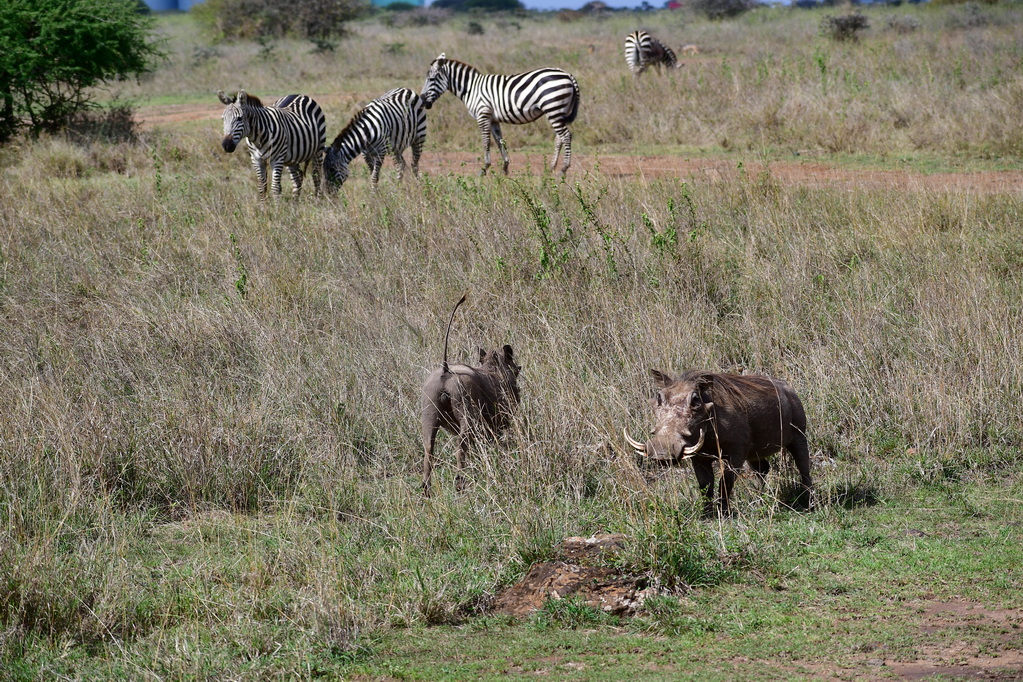 Nairobi National Park